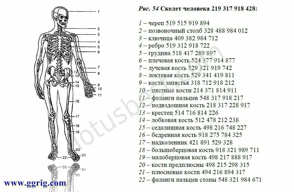 Числовые ряды Грабового для здоровья. Цифровой код здоровья. Цифровые мантры.