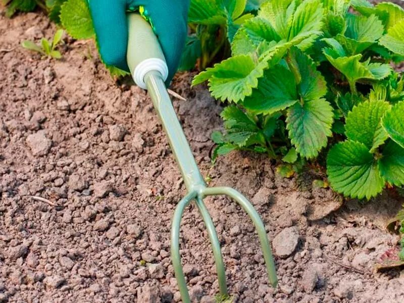 Почему рыхление почвы называют сухой поливкой каковы. Прополка клубники. рыхление почвы и прополку сорняков. рыхлить землю граблями. грабли для рыхления земли.