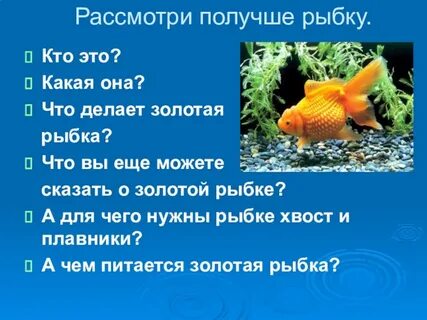 Золотая рыбка состав