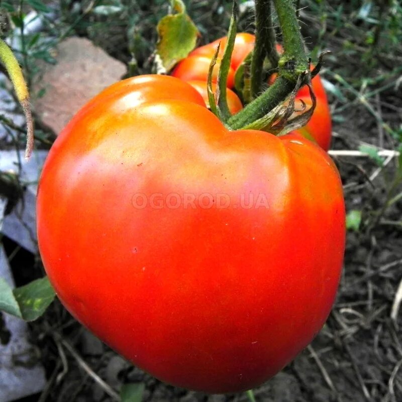 Томат гранат. Помидоры гранат. Томат экстравагантный руфианж. Томат черри гранатовая капля. Томат гранатовый.