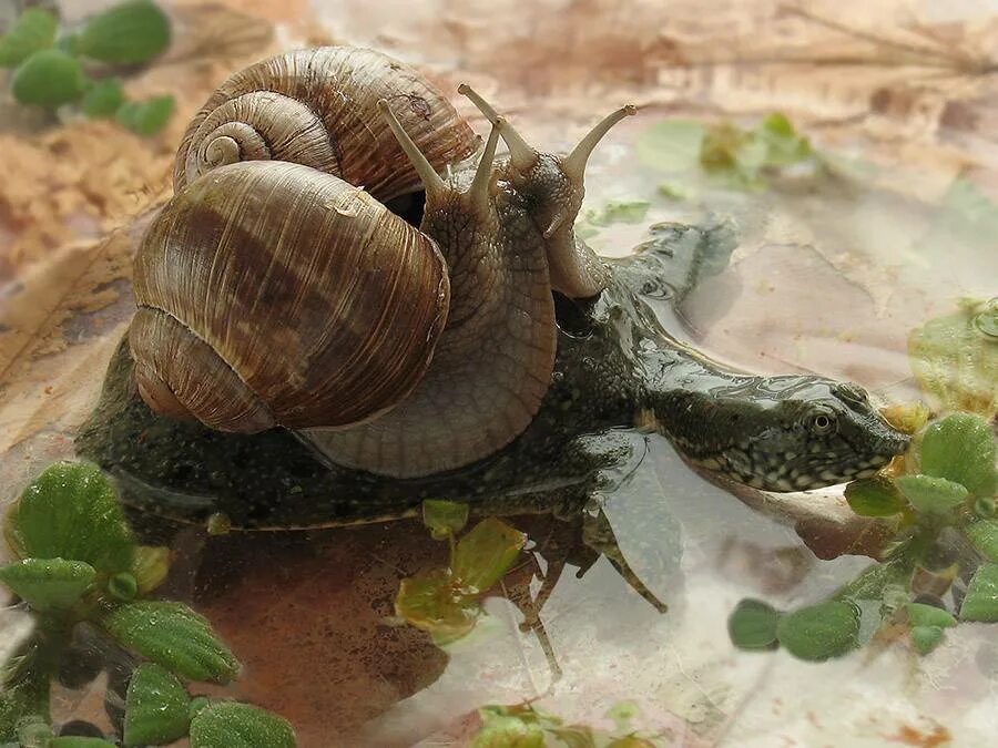 Череп улитки. Черепашка и улитка. Улитка смешанная с черепахой. Черепахе на улитка черепахе. Черепаха или улитка.