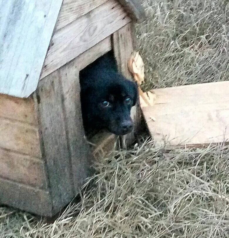 Овчарки выскочив из будки со свирепым. Будка для собаки. Пес в конуре. Собака выглядывает из будки. Деревенский пес в будке.