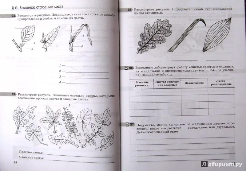 Рабочая тетрадь по биологии 6 класс Пасечник цветок. Внешнее строение листа 6 класс биология в рабочей тетради. Рабочая тетрадь 6 класс Пасечник биология 1999. Биология 6 класс тетрадь Пасечник Покрытосеменные растения. Тест по биологии тема лист