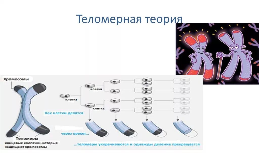 Удлинение теломер. Теория теломер. теломер хромосомы. теория старения теломеры. теломезарная теория старения.