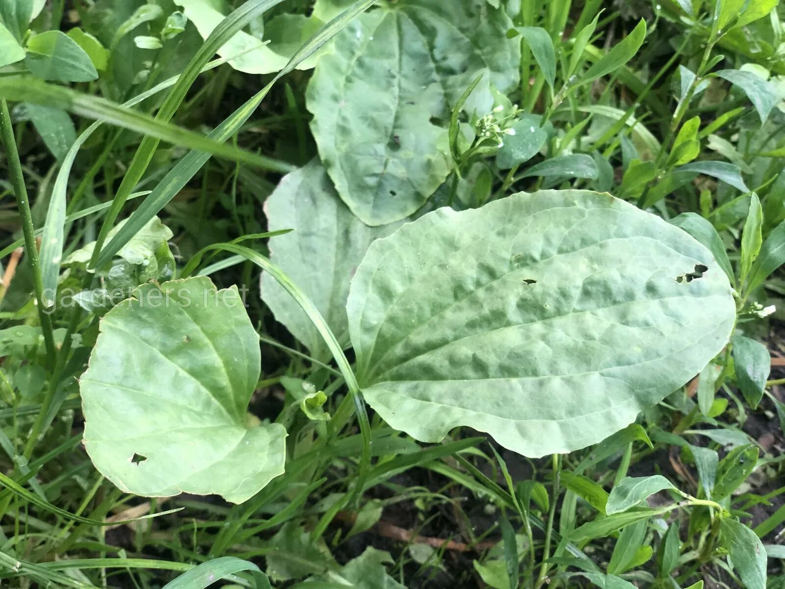 Подорожник вариегатный. Подорожник яйцевидный. Plantago Major variegata. Подорожник variegata. Лопух подорожник