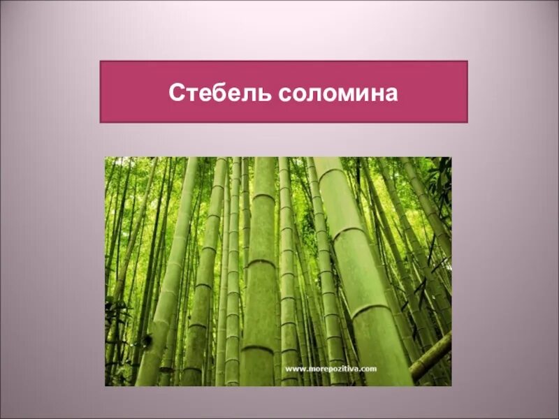 Соломина семейство. Соломина семейство. Строение стебля пшеницы. Семейство злаки стебель соломина. Злаковые однодольные соломина.