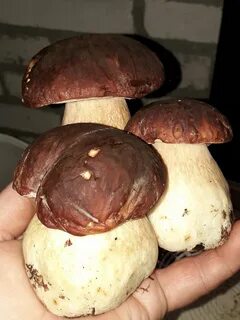 Горький белый гриб