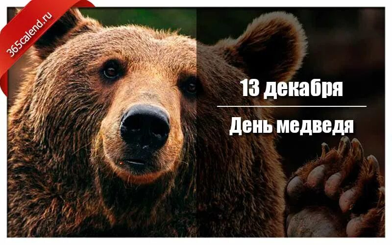 Когда день медведя. День медведя. день медведя праздник. день медведя 2025. 13 декабря праздник день медведя.