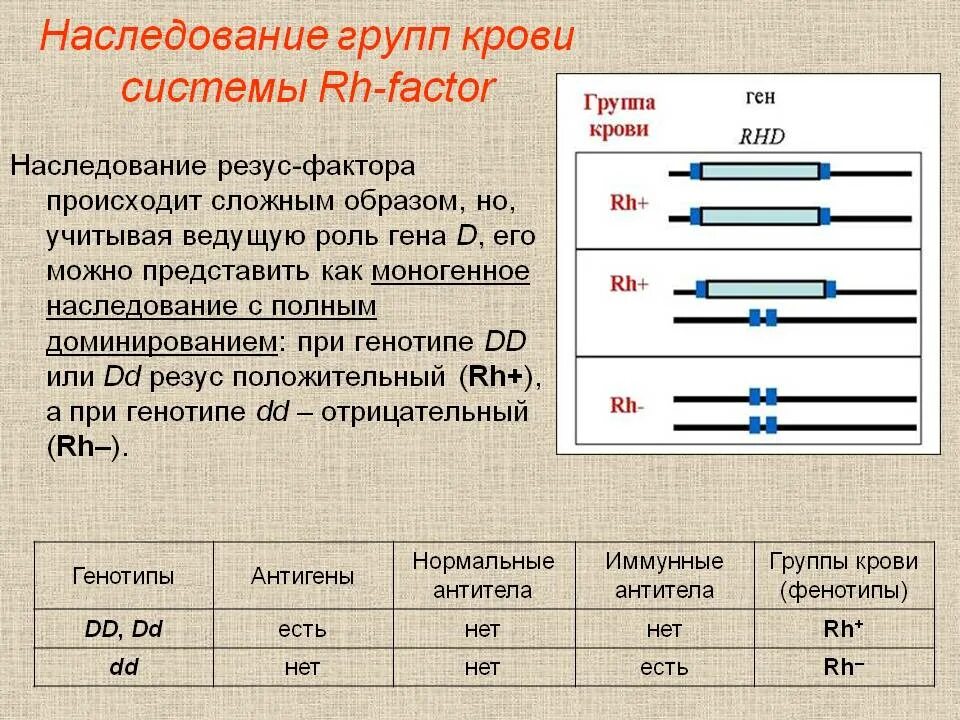 Гены 2 группы крови. Наследование группы крови системы резус фактор. Наследование антигенных систем резус фактора. Резус фактор локализация антигенов. Группа крови системы резус фактор.