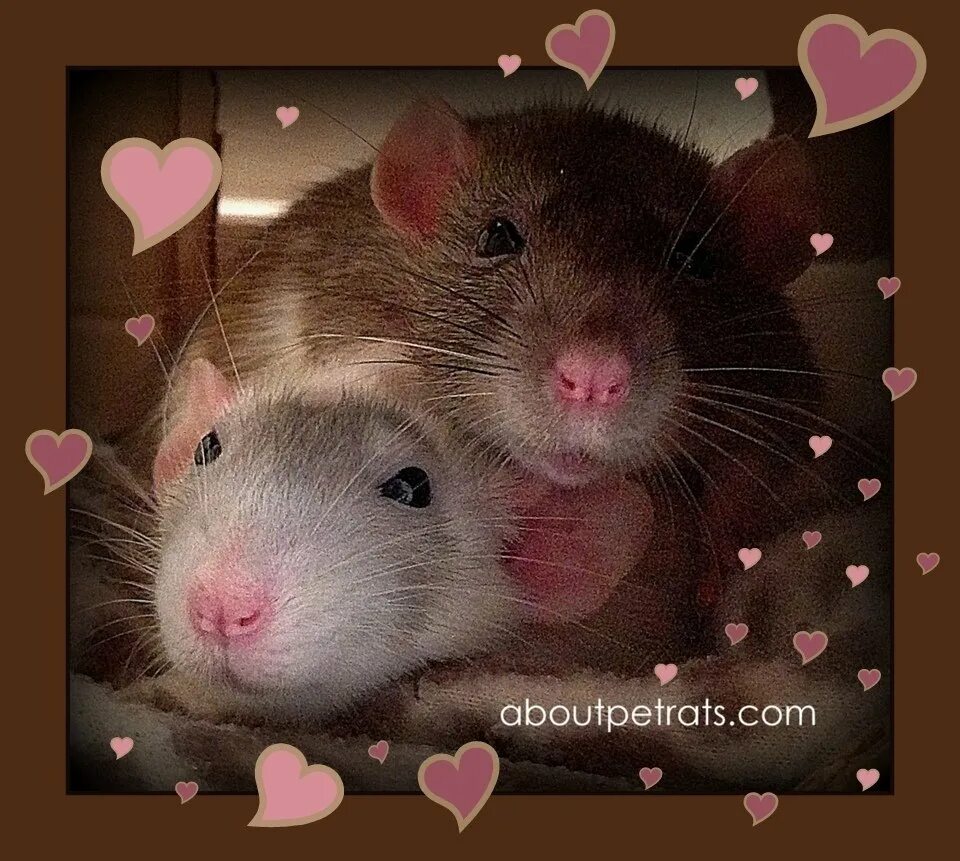 Крысы обнимаются. Объятия крыс. Две крыски. Две крысы обнимаются. Парочка крыс.