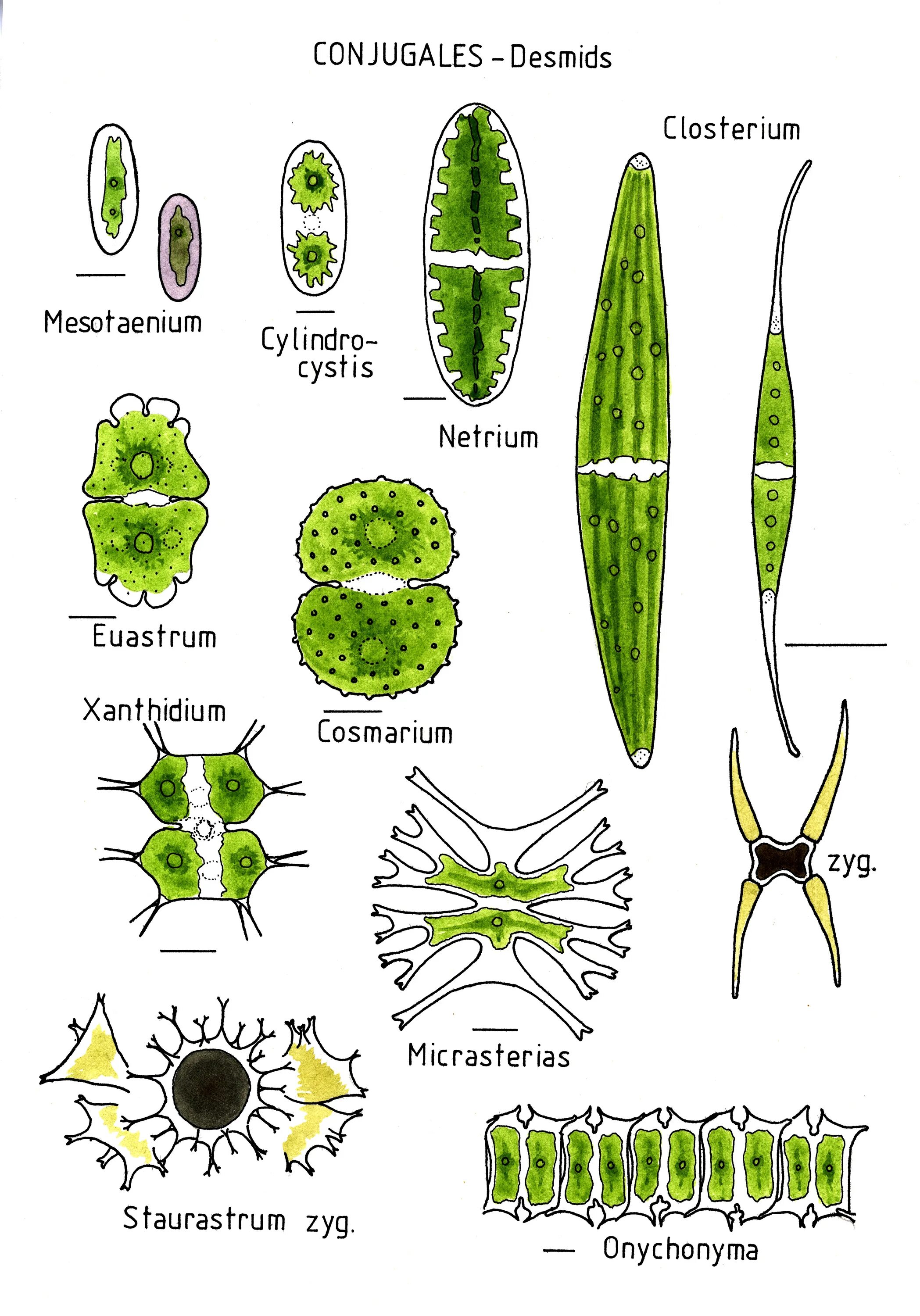 Зеленые водоросли форма. Коккоидный Тип таллома. Десмидиевые водоросли. Формы таллома водорослей. Типы организации таллома водорослей.
