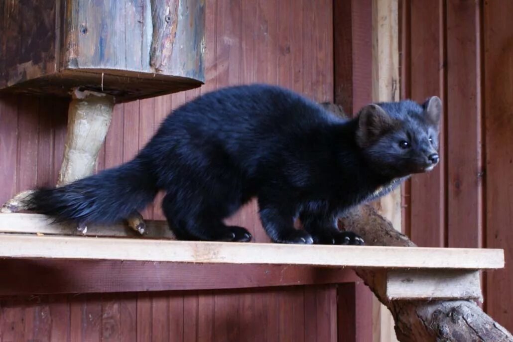 Соболь как домашнее животное. Соболь в доме. Соболь баргузинский животное. Соболь как домашнее животное. Соболь умора.