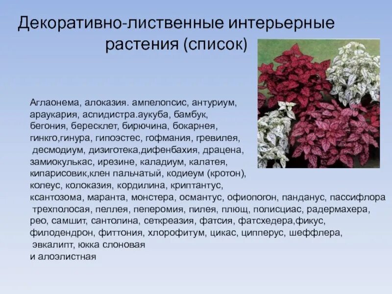 Сообщение о декоративном растении