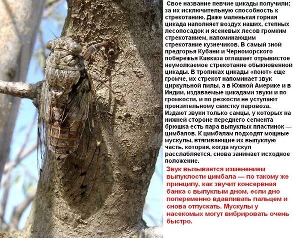 Звуки природы название. Какие звуки издают деревья окружающий. Звук жужжащего насекомого. Звуки издают деревья. Плешаков окружающий мир ууд.