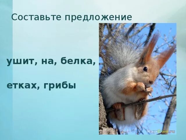 Белки предложение. Предложение белка. Составь предложения белки белки. Рыжая белка сушит. Составить предложения сидит,белка,на,сучке.