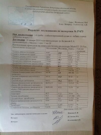 Сдать анализ на бруцеллез