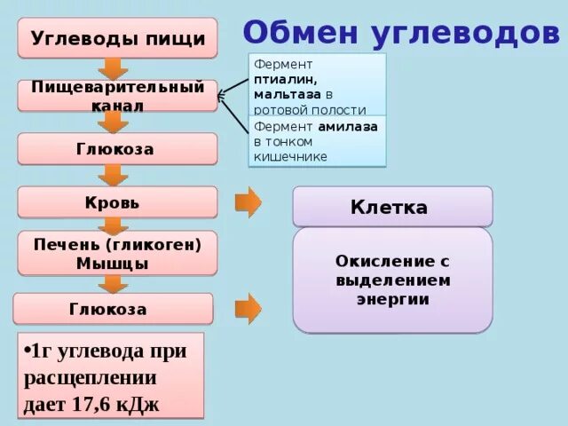 Печень расщепляет углеводы. Обмен углеводов схема. Схема углеводного обмена в организме. Обмен углеводов в организме человека схема. Этапы обмена углеводов в организме человека.