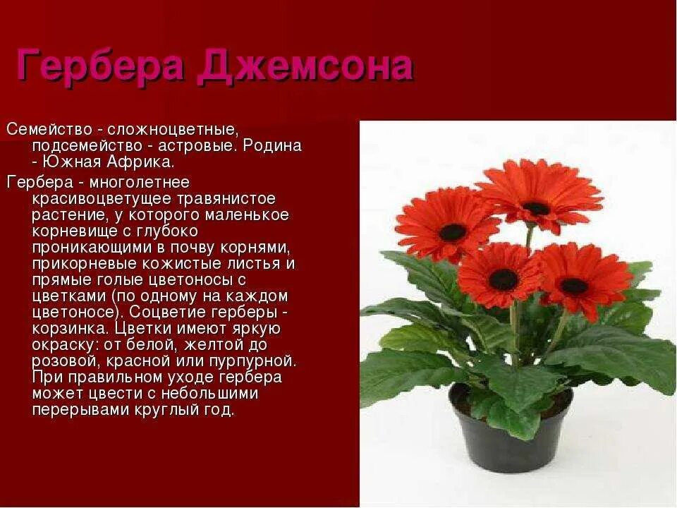 Гербера что означает. Гербера Джемсона Садовая. Гербера гарвиния. Гербера Джемсона желтая. Гербера Джемсона цветок.