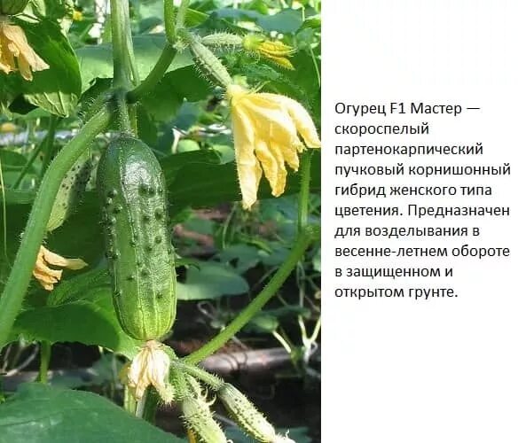 Лучшие сорта пучковых самоопыляемых огурцов. Семена огурцов пучковые самоопыляемые. огурцы пучковые самоопыляемые лучшие. пучковые огурцы f1 для открытого грунта. огурец мастер f1 &quot;манул&quot;.