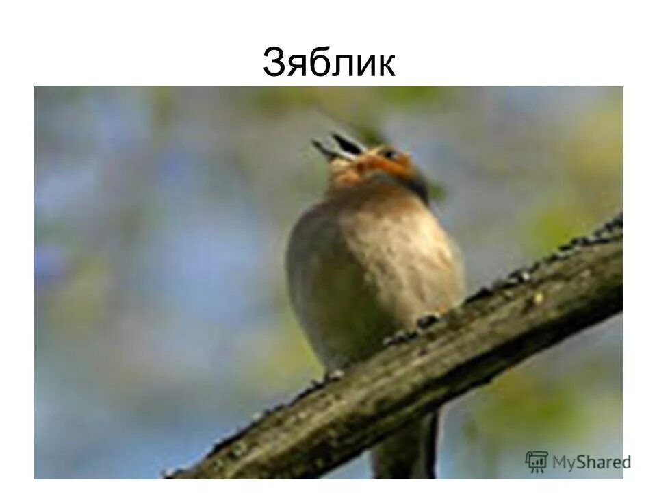 Зяблик Мем.