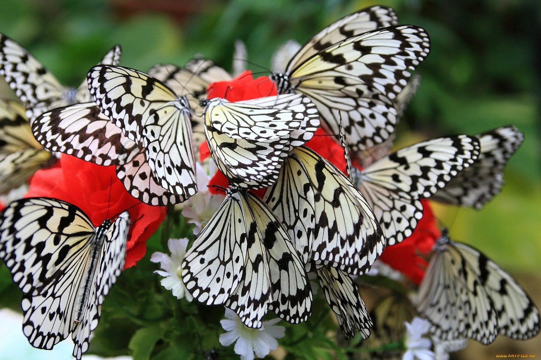 Пестрая страна. Много красивых бабочек. Стая бабочек. Стая красивых бабочек. Красивые пестрые бабочки.