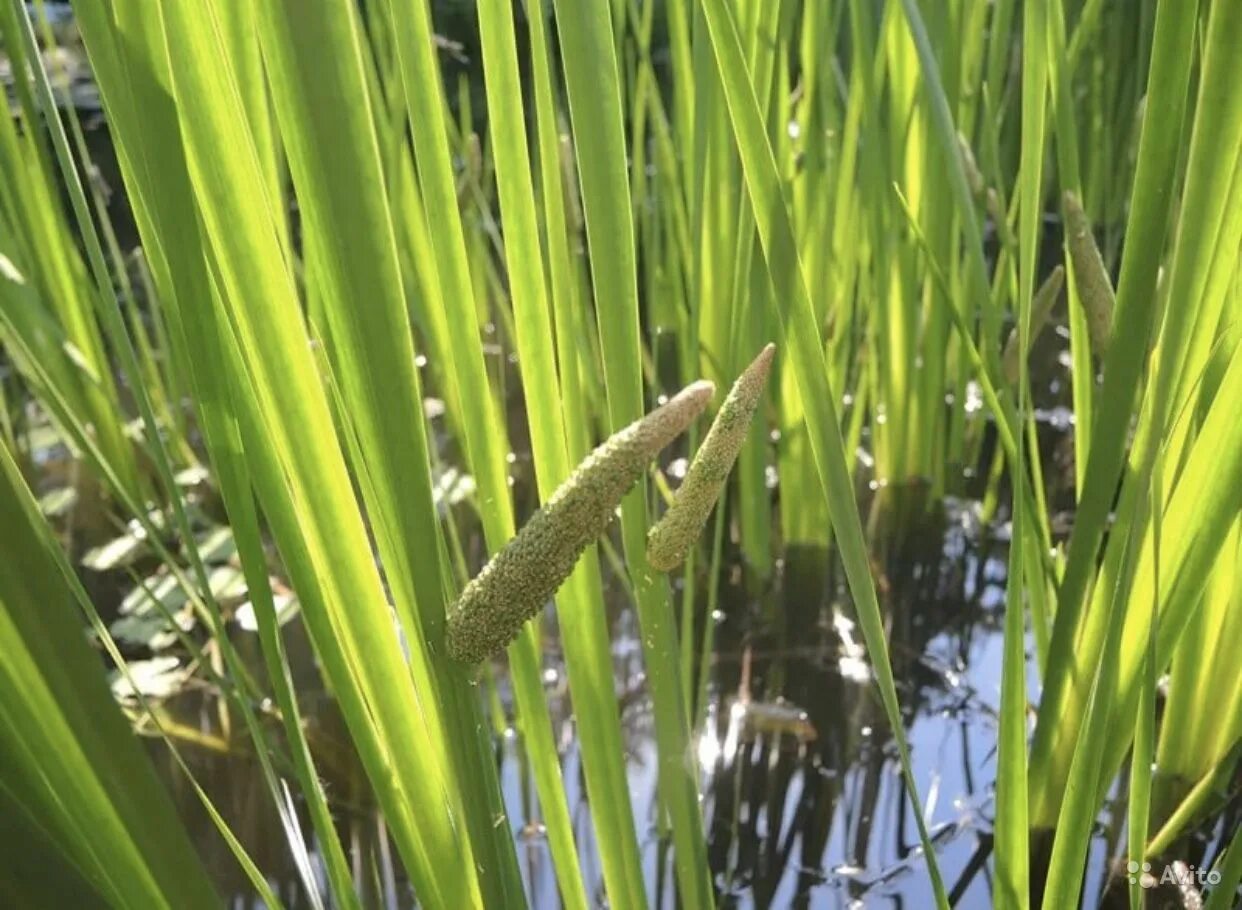 АИР обыкновенный - Acorus Calamus. АИР болотный (Acorus Calamus). АИР обыкновенный (Acorus Calamus l.). АИР обыкновенный (а. болотный) - Acorus Calamus.. День аир