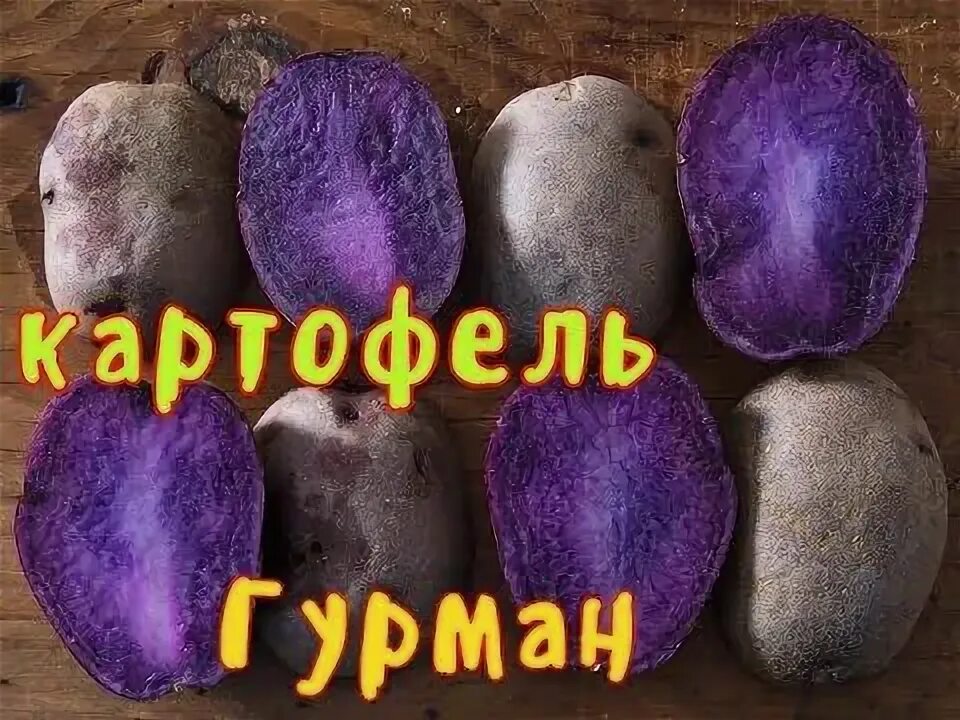Картофель сорт гурман отзывы. Картофель сорт гурман. картофель семенной гурман. картофель аметист. картофель аметист фото.