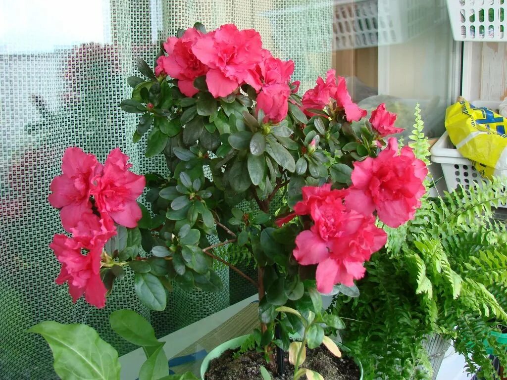 Цветок дендрон комнатный. Почему не цветут азалии. Почему не цветут азалии. Почему не цветут азалии. Почему не цветут азалии.