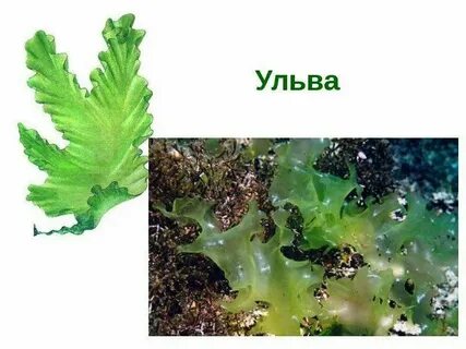 К каким систематическим группам относится ульва