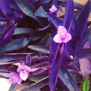 Традесканция purple