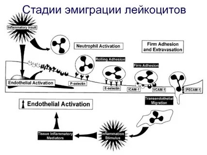 Эмиграция лейкоцитов