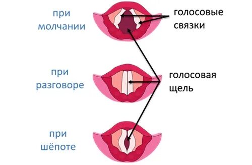 Положение голосовых связок. Голосовые связки при разговоре. Положение голосовых связок при шепоте. Голосовые связки при молчании.