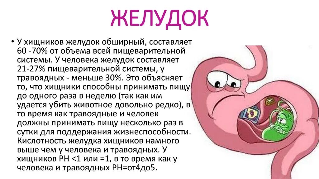 Как понять желудок. Пищеварительная система желудок. Желудок человека сообщение.