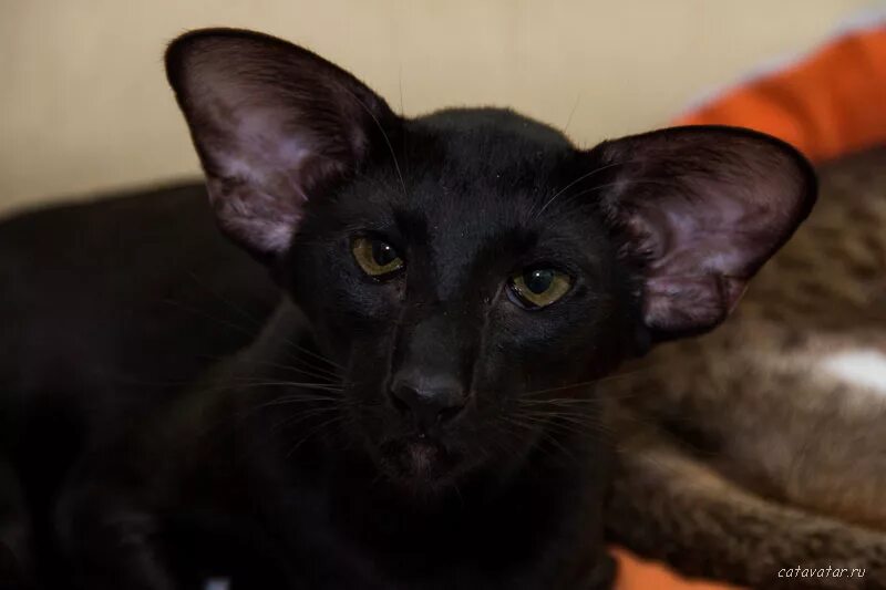ориентальные кошки москва. ориентальные кошки москва. ориентальные кошки москва. ориентальные кошки москва. ориентальная кошка корниш рекс.