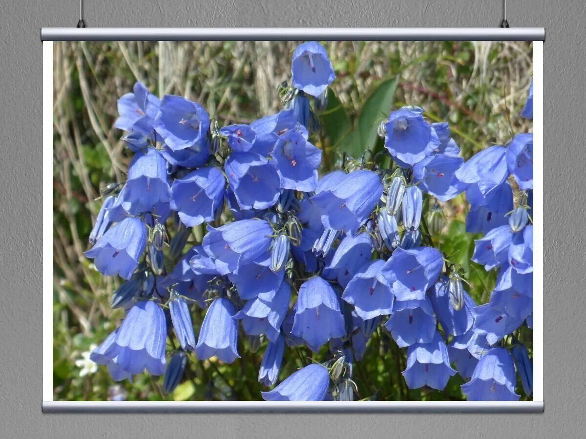 Колокольчик Карпатский Изабель. Campanula cochleariifolia. Колокольчик Кампанула голубой. Колокольчик Campanula Viking. Колокольчик используется