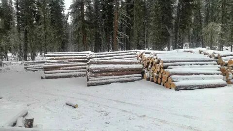 Диаметр кедра