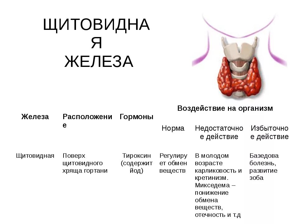 Действие щитовидной железы на организм таблица. Гормоны щитовидной железы таблица влияние. Щитовидная железа гормоны действие гормонов на организм таблица. Щитовидная железа расположение гормоны функции заболевания.