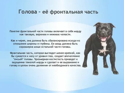 Рассмотрите фотографию собаки породы стаффордширский терьер