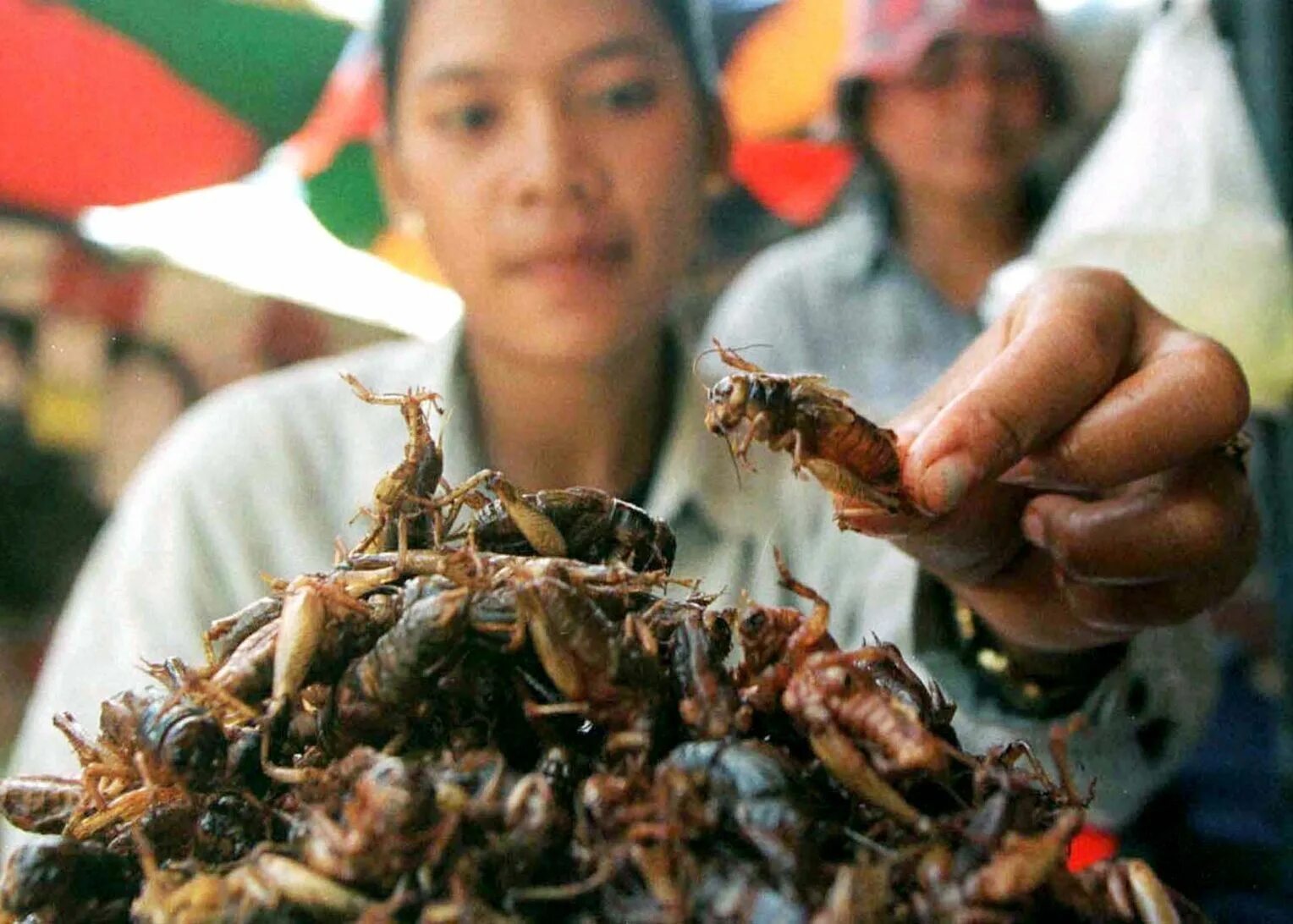 Жареные насекомые. Китайцы едят Наси. Жареные насекомые в Китае. Еда из насекомых. Собака съела таракана