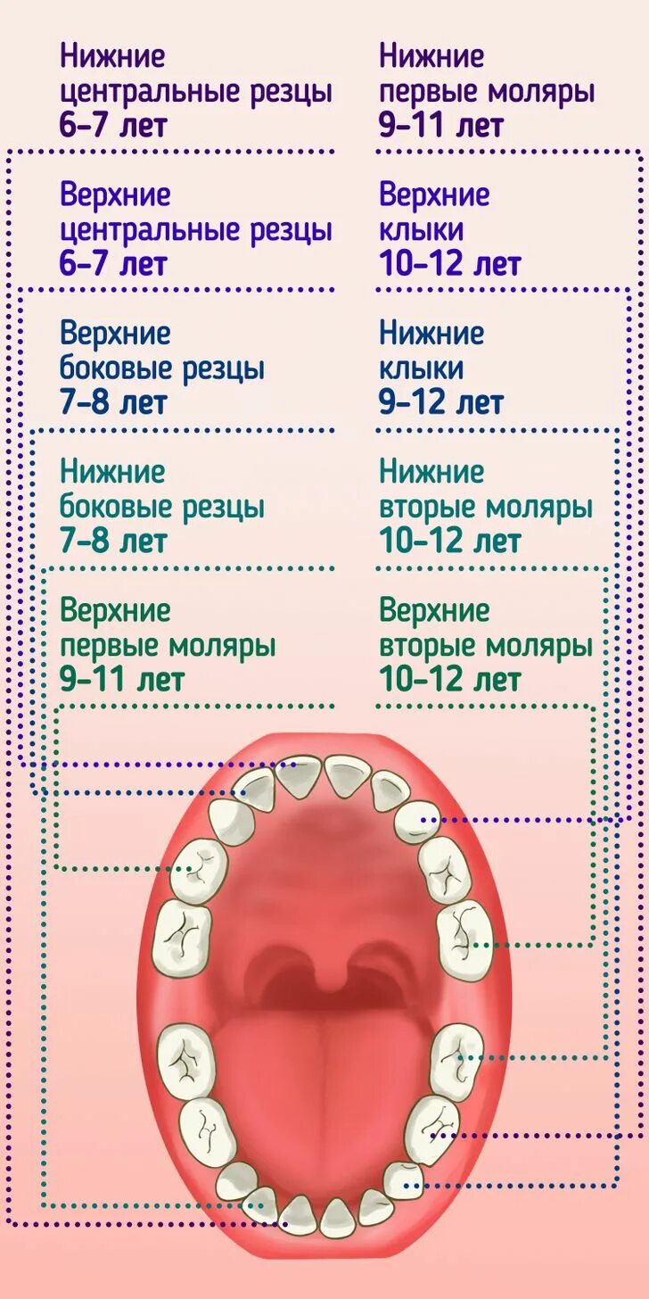 Вторые моляры. Порядок зубов. моляры у детей.