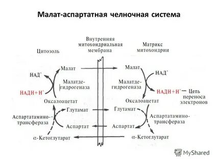 Малат биохимия