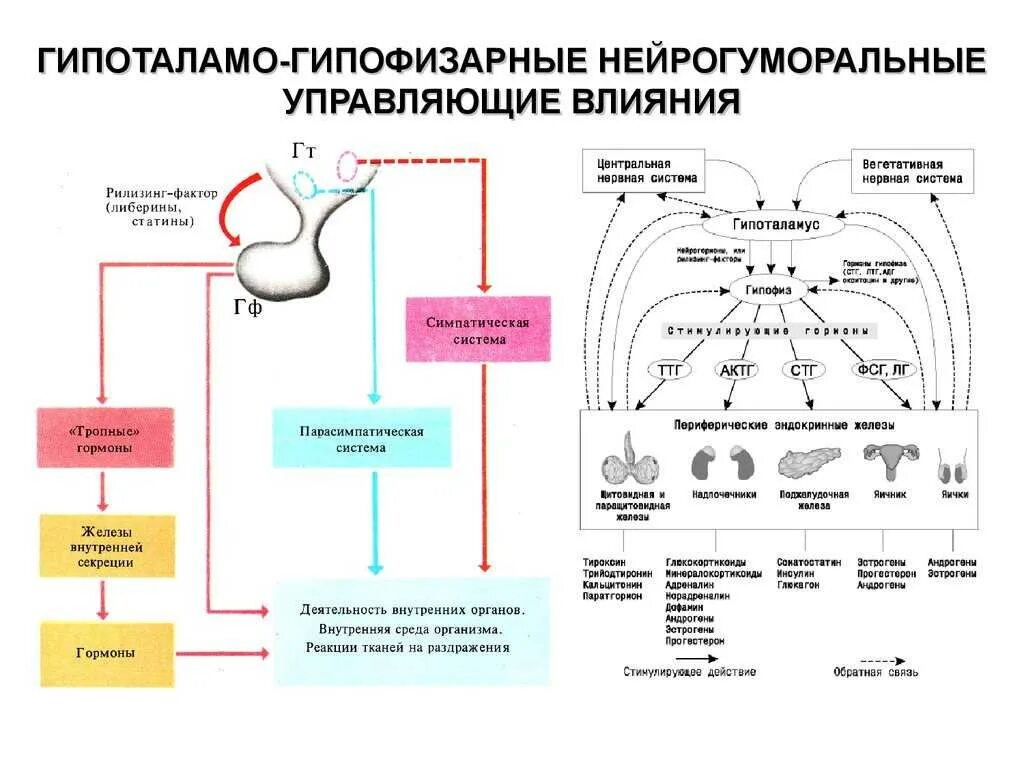 Гипоталамо-гипофизарная система гормоны схема. Схема действия гипоталамо-гипофизарной системы гормоны. Схема регуляции гипоталамо-гипофизарной системы. Схема эндокринной регуляции физиологических функций.