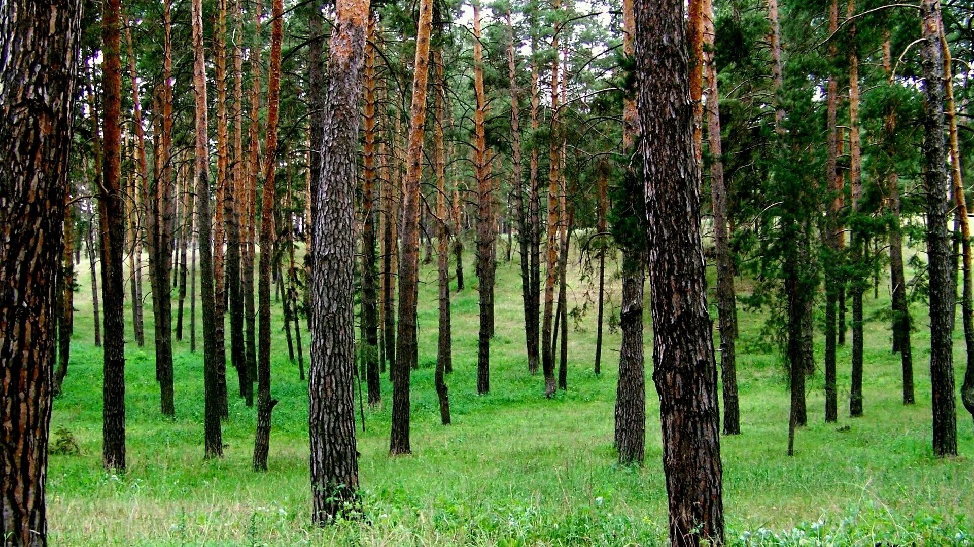 Где вырастают леса. Чернолучье Омск природа. Чернолучье Сосновый Бор. Лес Сосновый Бор Омск. Сосновый Бор Воронеж лес.