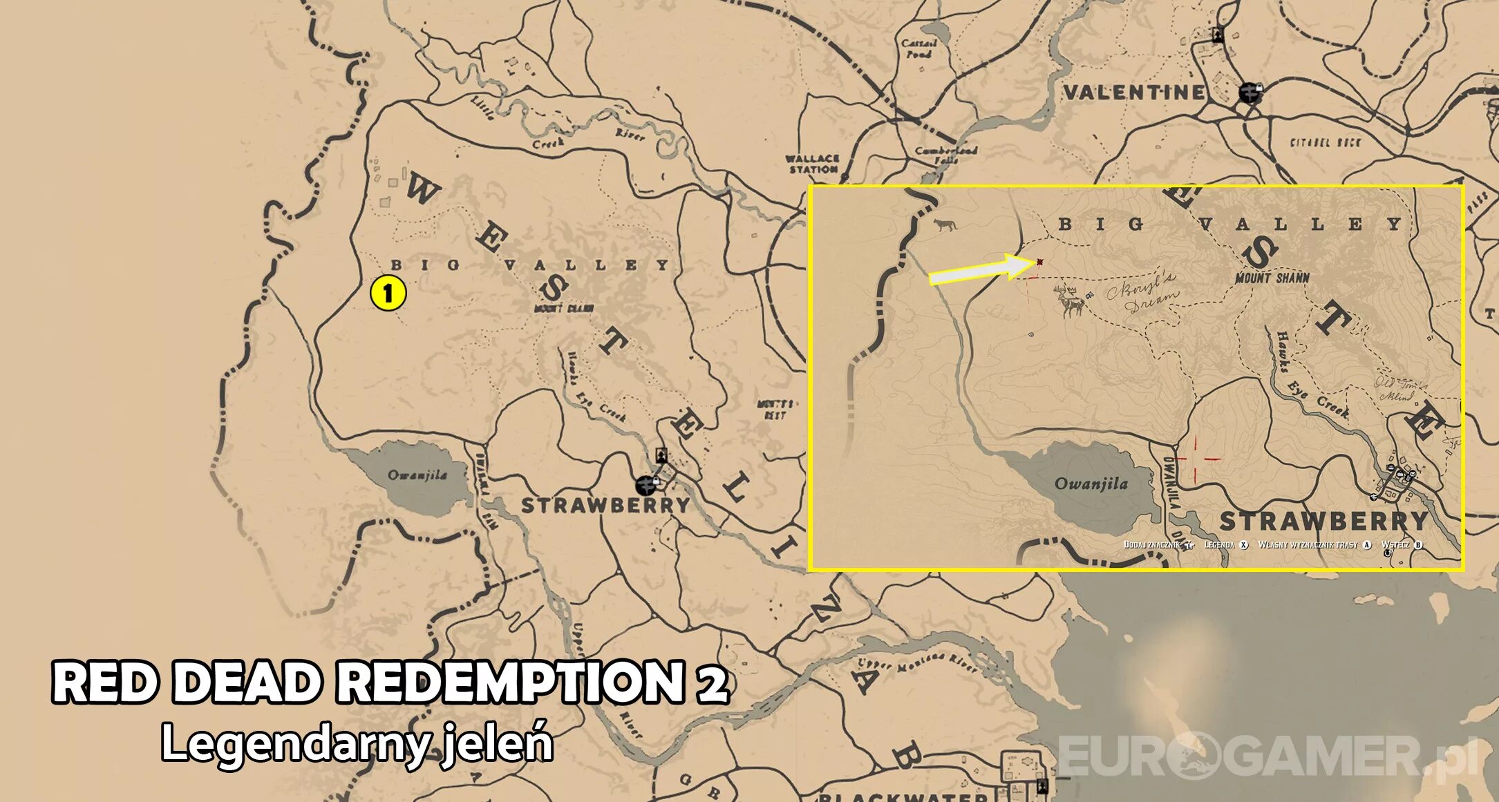 Олень вапити в рдр. Легендарный вапити rdr2. Rdr 2 легендарный олень на карте. Rdr 2 вапити. Легендарный вапити в РДР 2.