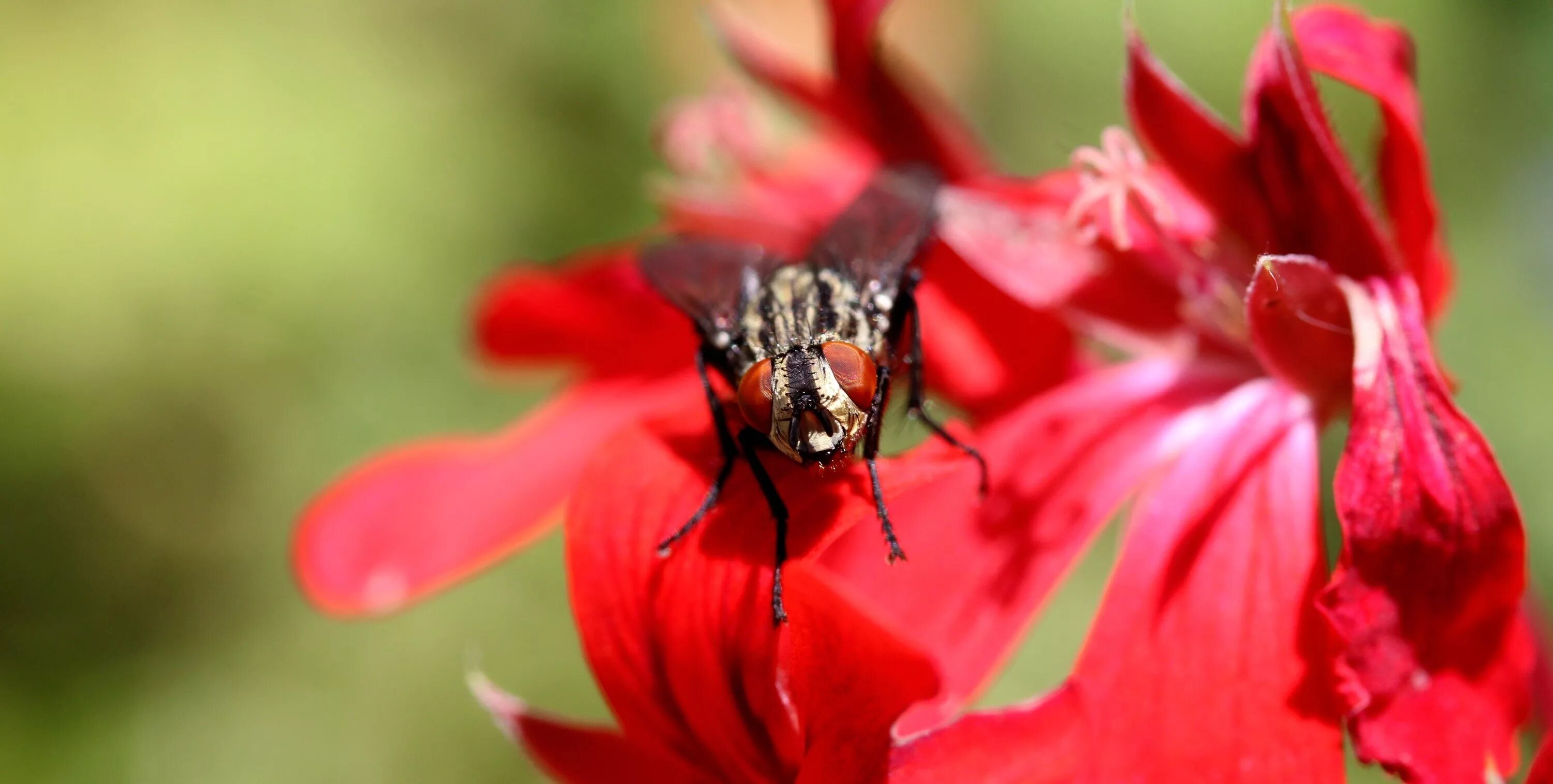 Красная мушка. Муха краснохвостая. Муха на цветке. Насекомые красных цветов. Красный цветок с насекомым.