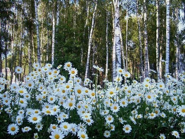 Березы и ромашки. Русские Берёзки и ромашки. Россия ромашки и березы. Ромашковое поле березы. Березки ромашки