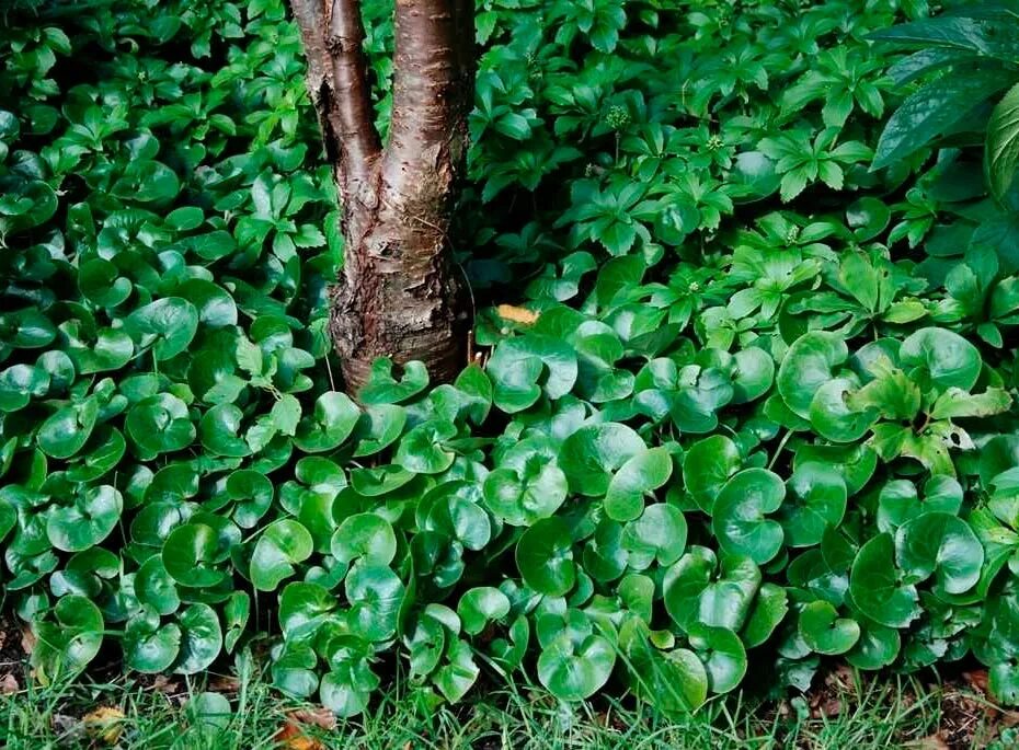 Копытень европейский asarum europaeum. Копытень почвопокровный. Многолетник копытень. Копытень европейский. Азарум (копытень).