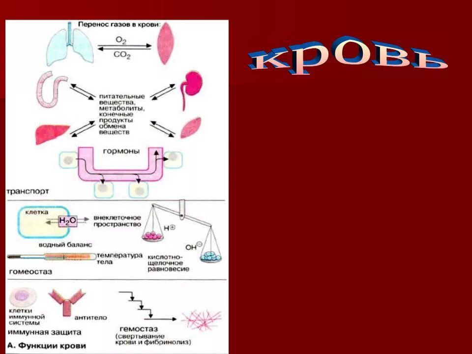 Функция свертывания крови выполняют. Функция крови свёртывание крови. Функции системы крови физиология. Система свертывания крови функции. Схема свертывания крови физиология.