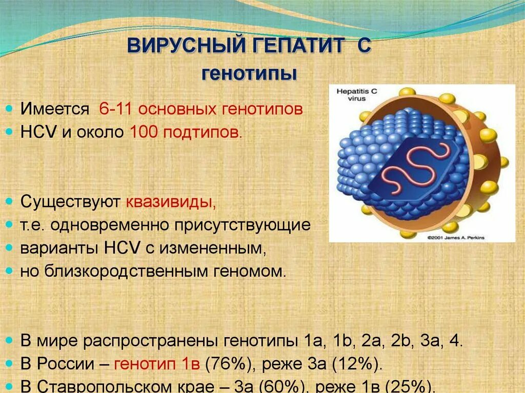 Генотип вируса гепатита с 1b что это такое. Вирус гепатита c генотип 1b лечение. Вирус гепатит с генотип 1а+1b. Генотип вируса гепатита b.