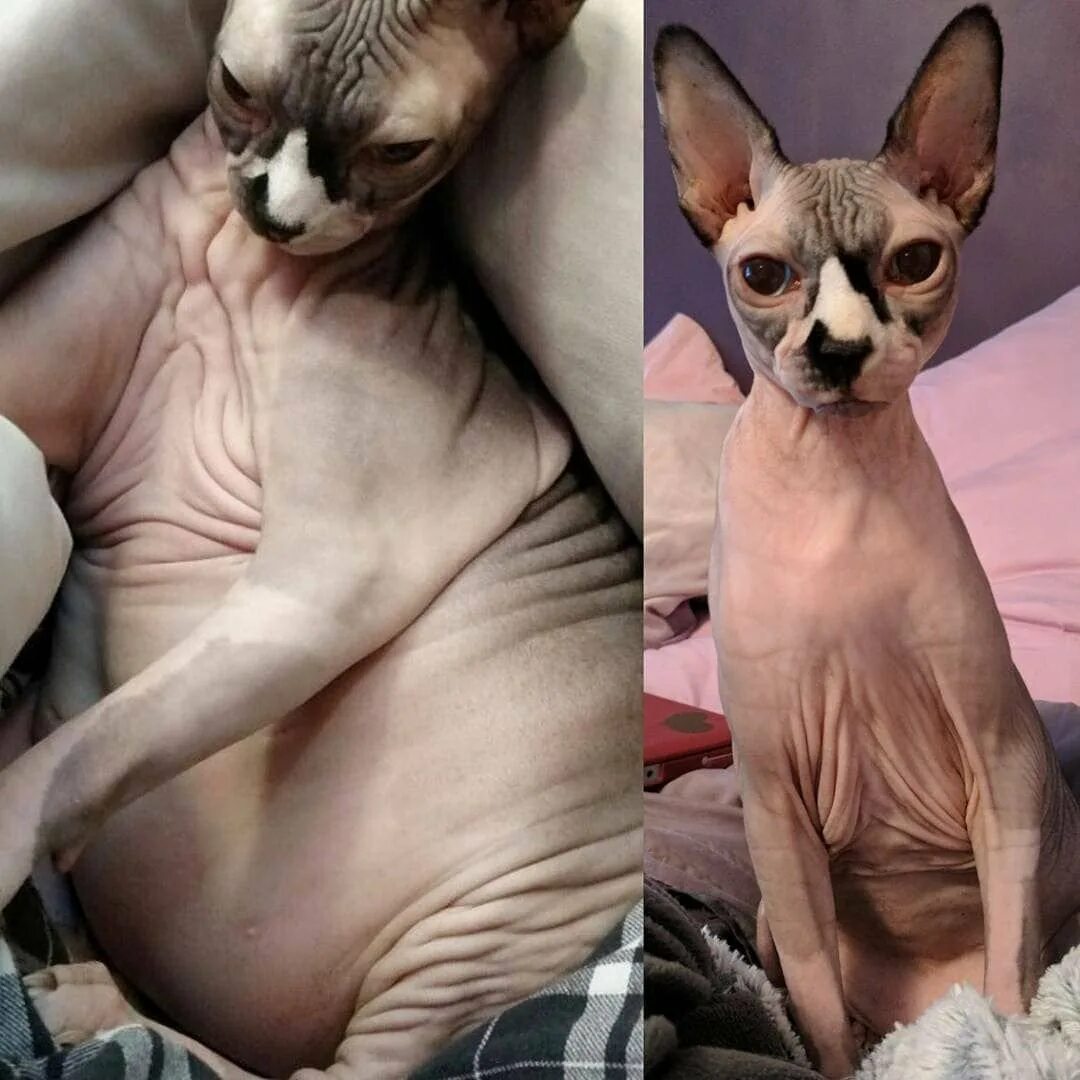 Исхудавшая кошка. Коты про похудение. Кот до и после похудения. Кот растолстел. Ожирение у кошек.